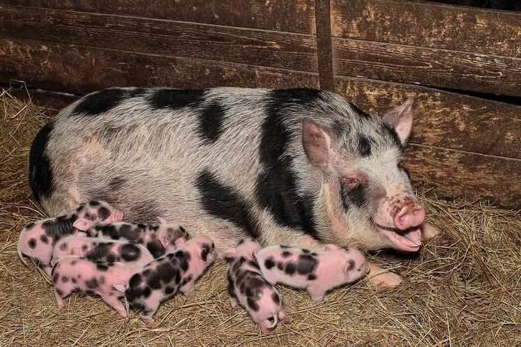 Під загрозою зникнення: на Полтавщині через АЧС може не стати унікальної породи свиней