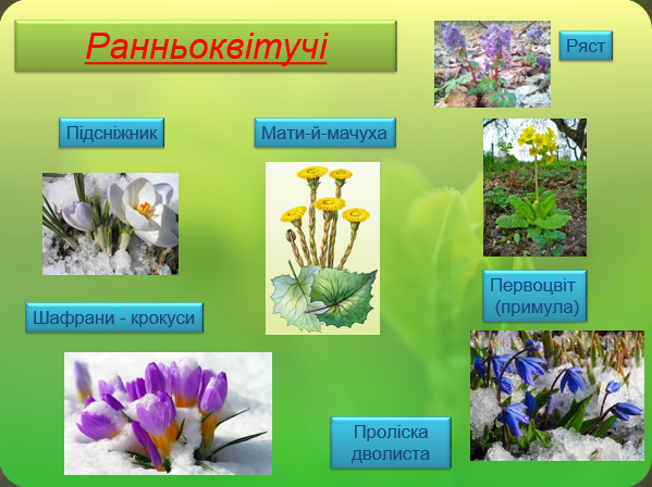 На Полтавщині закликають берегти першоцвіти, що на межі зникнення ...