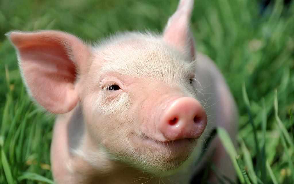 У трьох районах Полтавщини продовжують боротися із чумою свиней. ІНФОГРАФІКА
