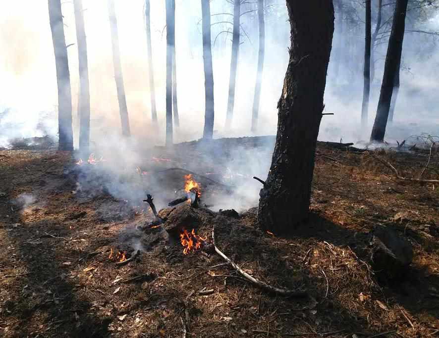 Полтавські ліси стали менше горіти 