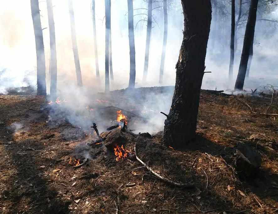 Полтавські ліси стали менше горіти