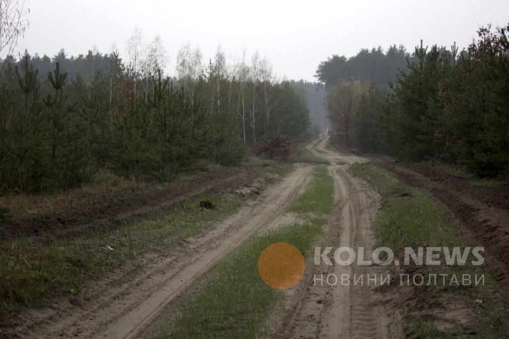 Дорогий ліс: чому полтавські лісівники можуть підняти ціну на деревину