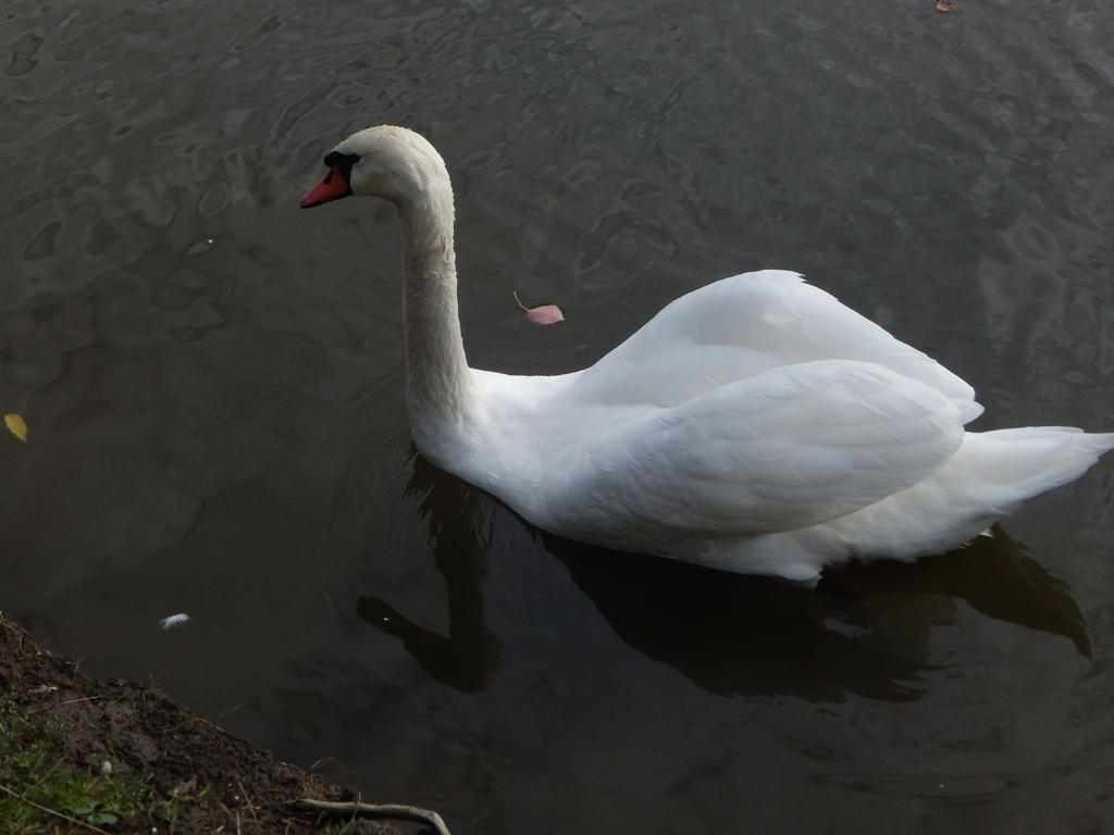 Майстер-класи та частування: у Полтаві відбувся арт-пікнік