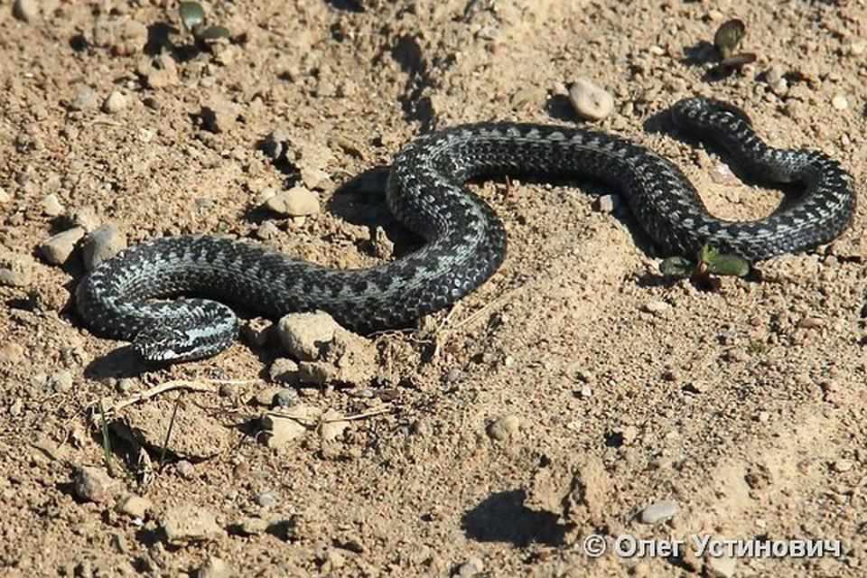 На Полтавщині чоловіка на власному дворі вкусила гадюка