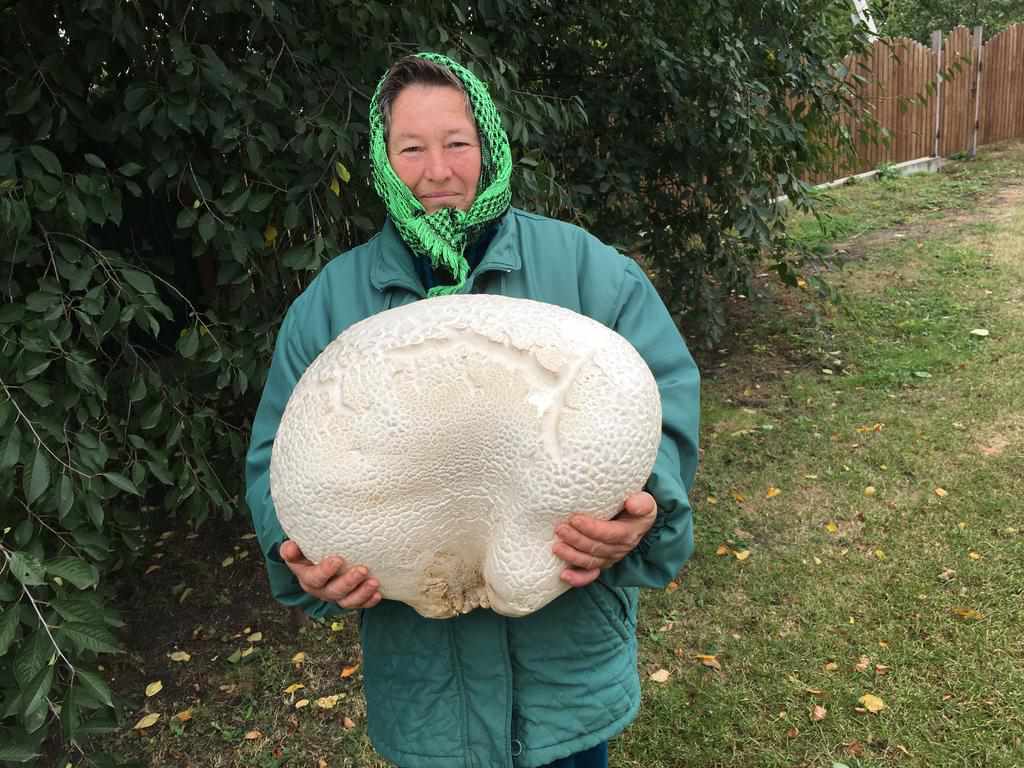 На Полтавщині жінка знайшла велетенський гриб. ФОТО