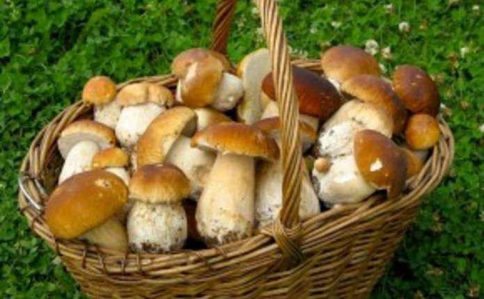 Грибний сезон: як вберегтися від отруєння