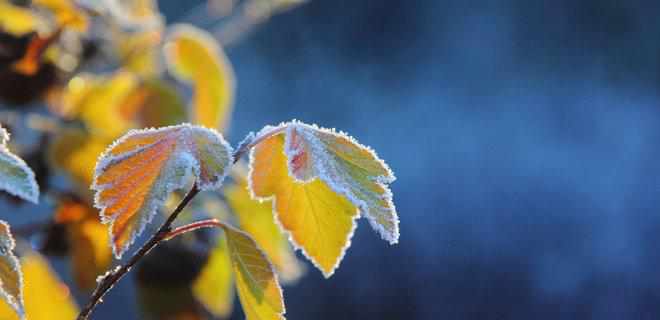 На вихідні синоптики прогнозують заморозки