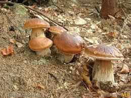 Полтавка отруїлася грибами