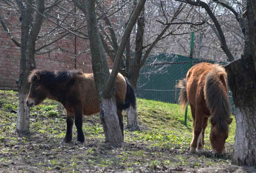 У Полтаві працює еколого-натуралістичний центр із міні-зоопарком і десятками гуртків для дітей. ФОТО