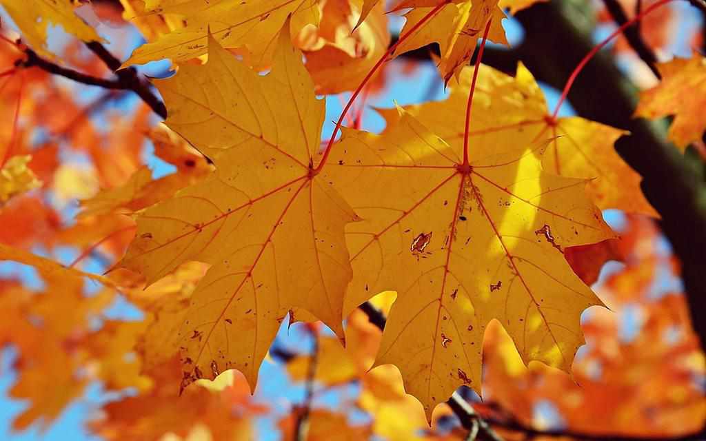 На Полтавщині очікують дощі та похолодання