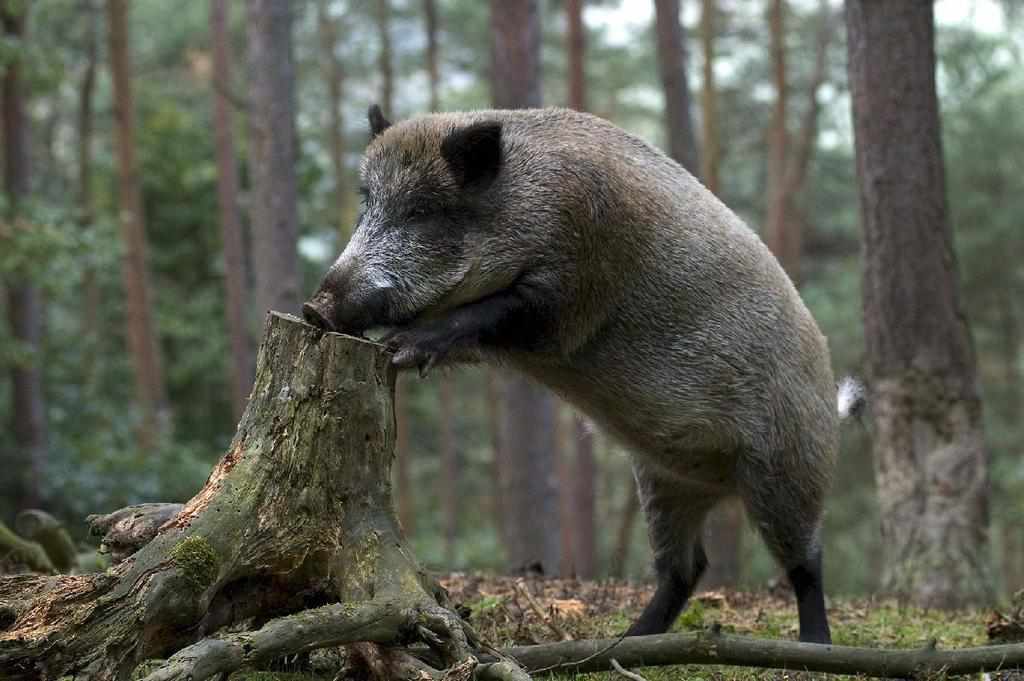 На Полтавщині намагаються приборкати африканську чуму свиней