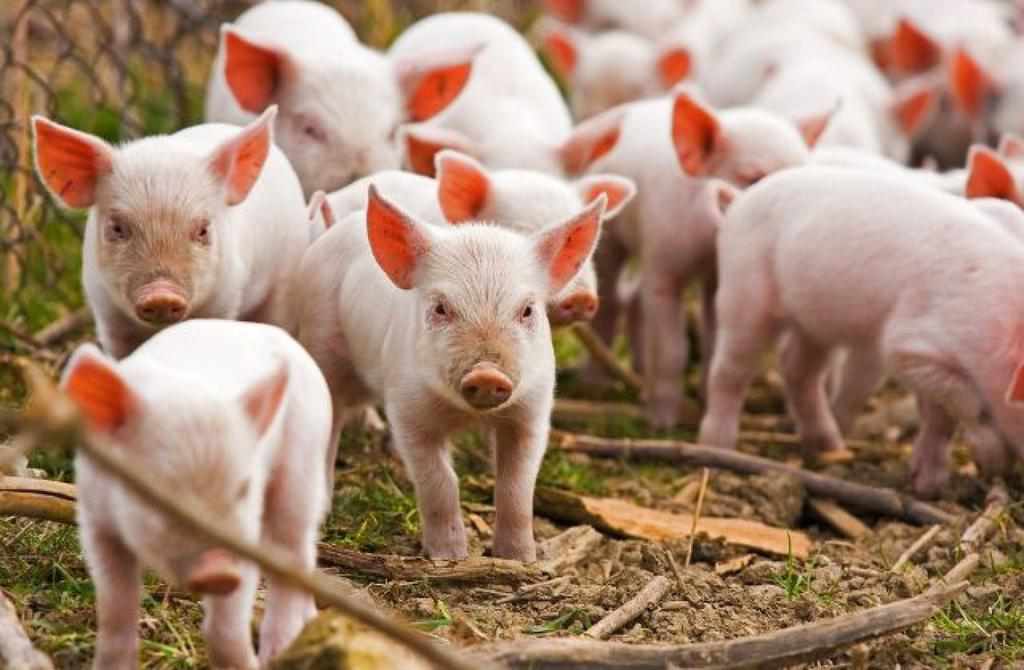 На території інтернату на Полтавщині триває карантин через чуму свиней