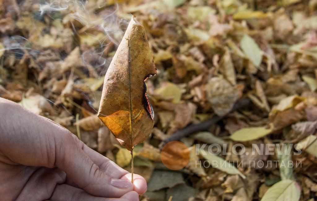 Чималі штрафи і шкода здоров’ю: чому не можна спалювати листя. ІНФОГРАФІКА