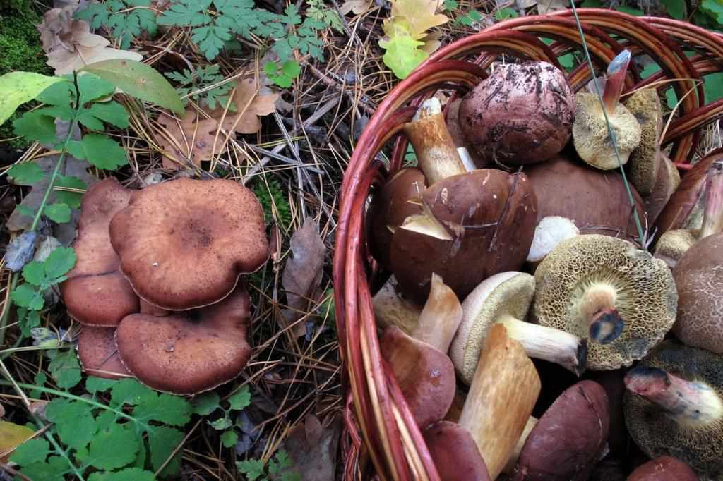 У двох містах на Полтавщині люди отруїлися грибами
