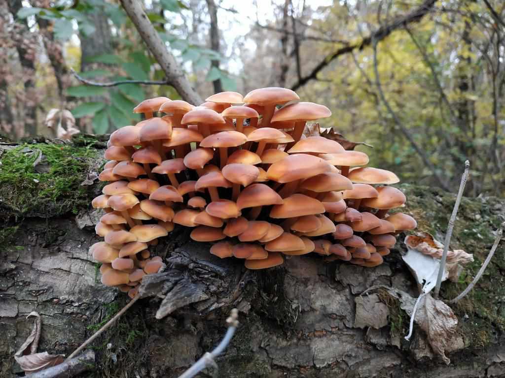 У Полтаві чергове отруєння грибами