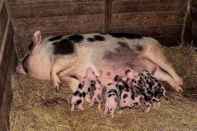 Африканська чума знищила дві породи свиней в Україні – серед них виведена на Полтавщині