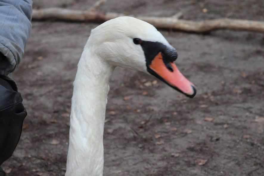 На Полтавщині на замерзлій річці врятували пораненого лебедя. ФОТО