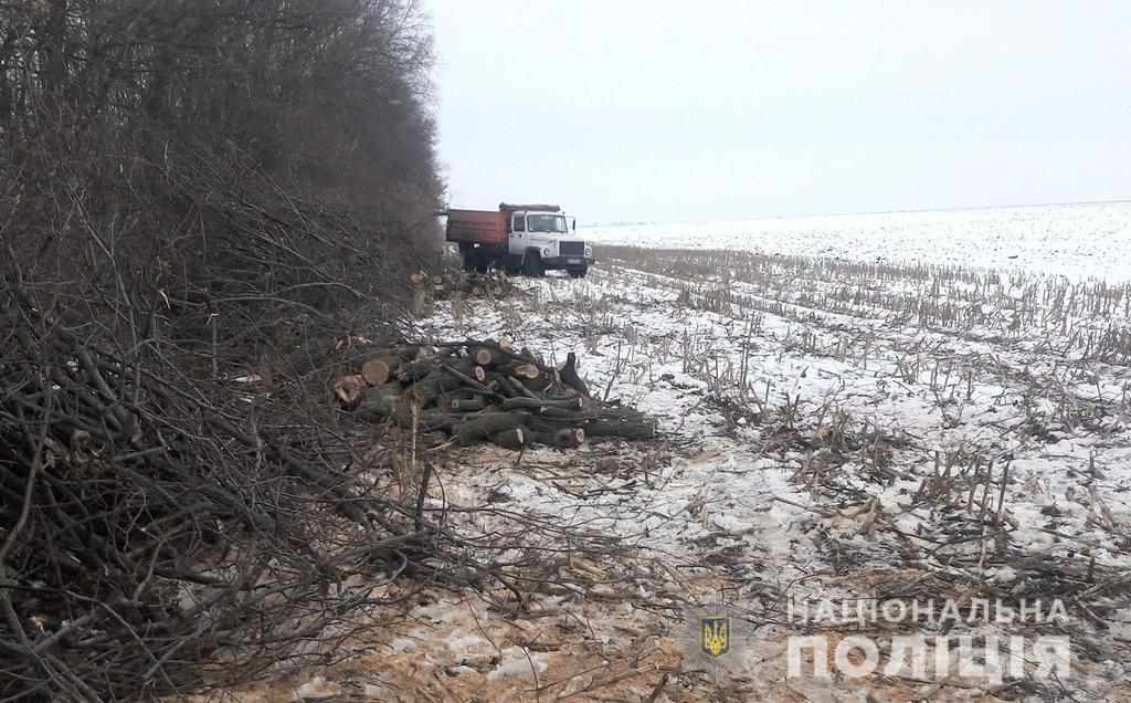 На Полтавщині 8 грудня незаконно вирубували дерева