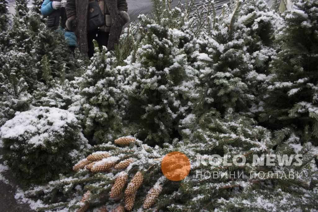 Де і за скільки на Полтавщині можна придбати ялинку
