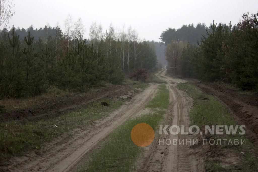В Україні зросли штрафи за незаконну рубку лісу
