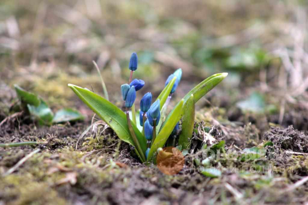 Погода на початку весни: перші дні березня будуть вітряними