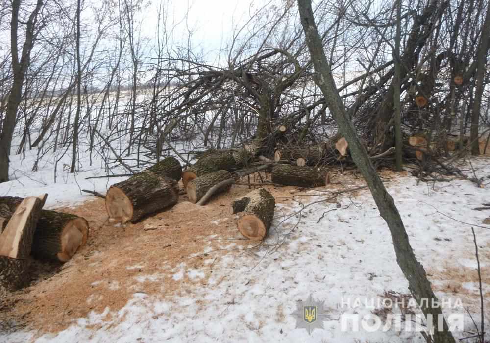 На Полтавщині незаконно вирубували дерева