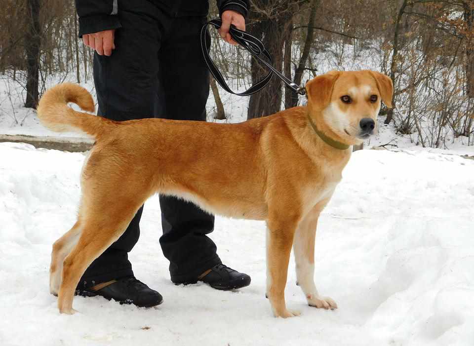 Із характером, компаньйони і милі, як ведмежата: безпритульні чотирилапі в Полтаві шукають господарів. ФОТО