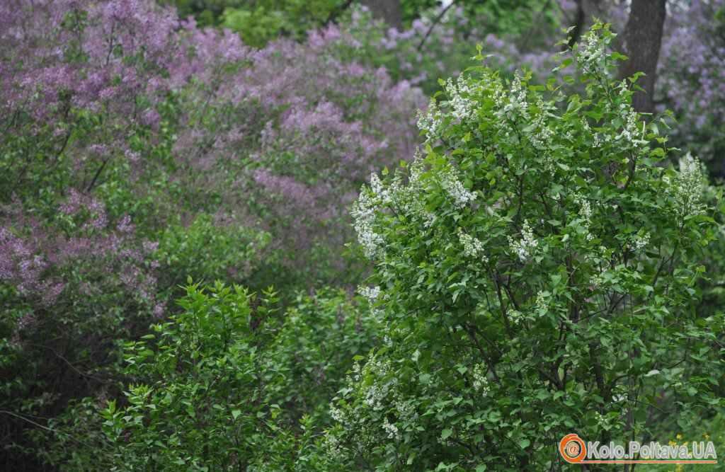 Полтавщина увійшла до переліку 7 туристичних місць, які варто відвідати під час весняного цвітіння