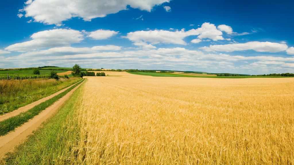 У фермерського господарства на Полтавщині відсудили 55 га землі