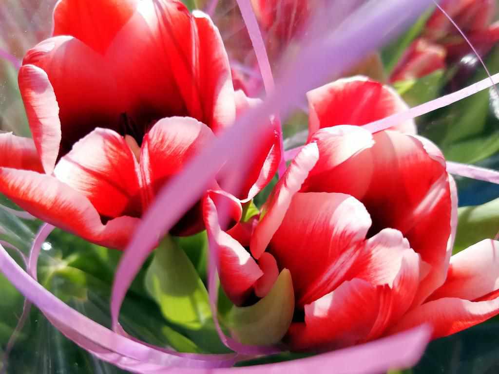 Почому квіти в Полтаві до свят та як полтавка на підвіконні виростила красу. ФОТО