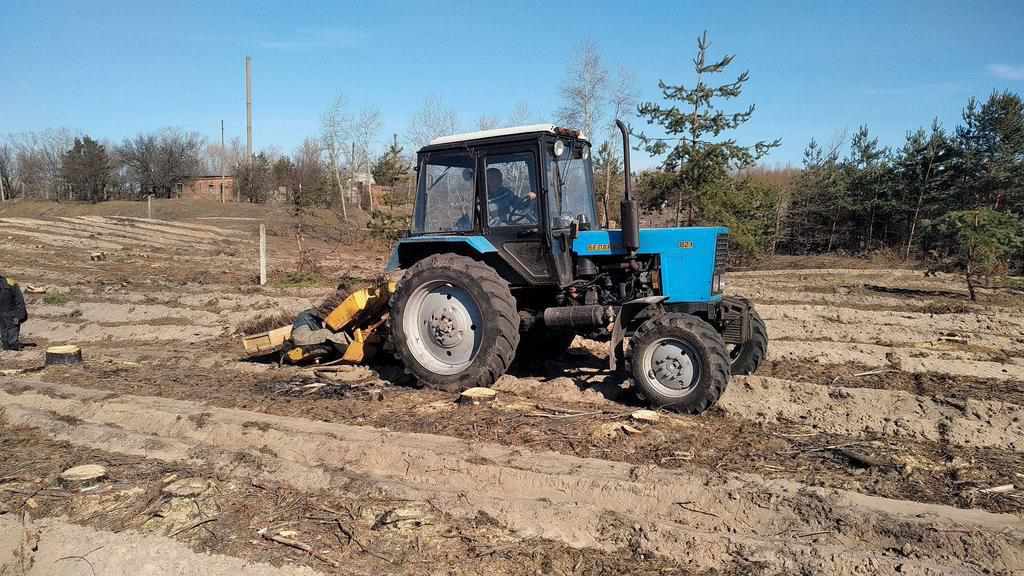 На Полтавщині цього року висадять понад тисячу гектарів лісу