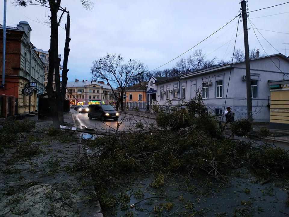 У центрі Полтави упало дерево. ФОТО. ОНОВЛЕНО