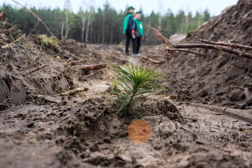 Де в Полтаві цього року висадять нові дерева та кущі