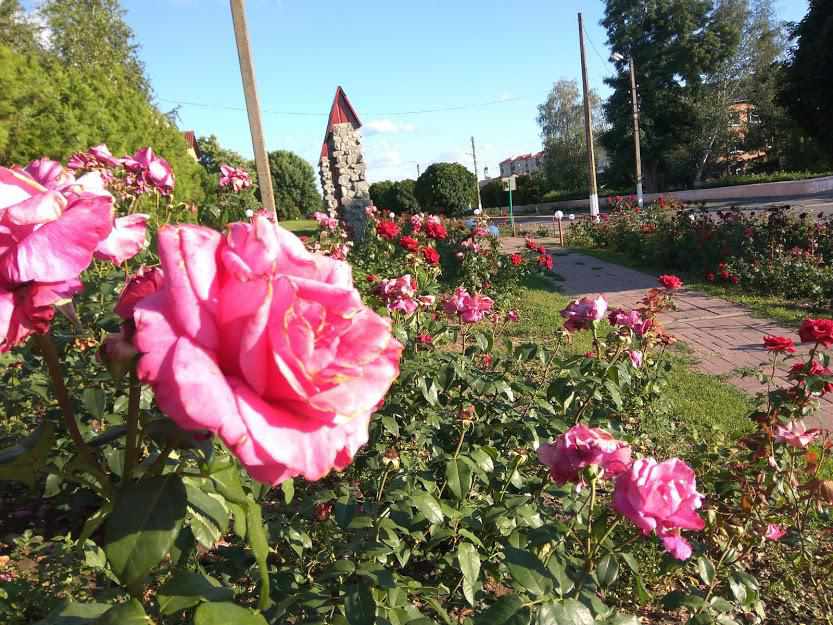 Дев’ятнадцять тисяч троянд ростимуть в селищі на Полтавщині