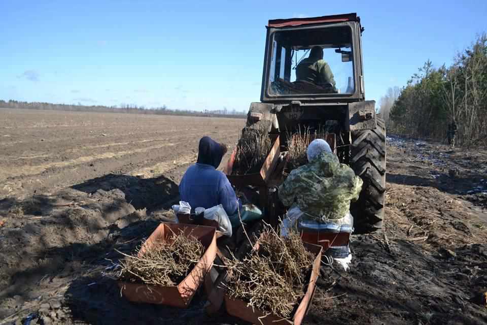 8 мільйонів сіянців висадять навесні лісівники Полтавщини