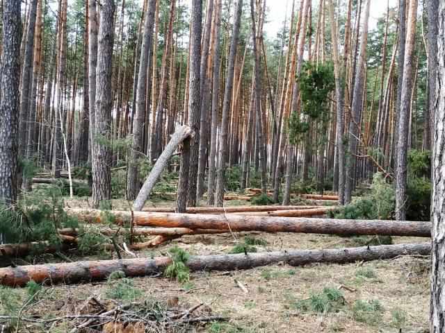 Через негоду на Полтавщині доведеться робити вибіркову рубку лісу