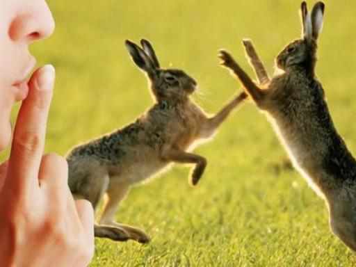 У лісах розпочався сезон тиші, за порушення – штрафи