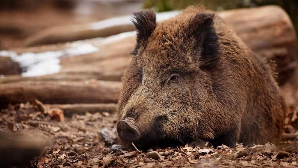 Африканська чума свиней розповсюджується серед диких тварин на Полтавщині