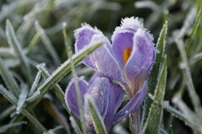 Синоптики попередили про заморозки: погода на тиждень