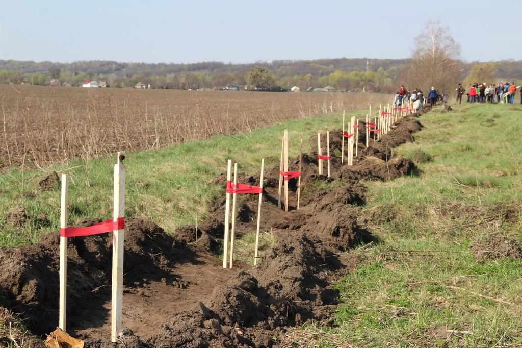 На Полтавщині 800 дерев висадили на алеї Героїв АТО. ФОТО