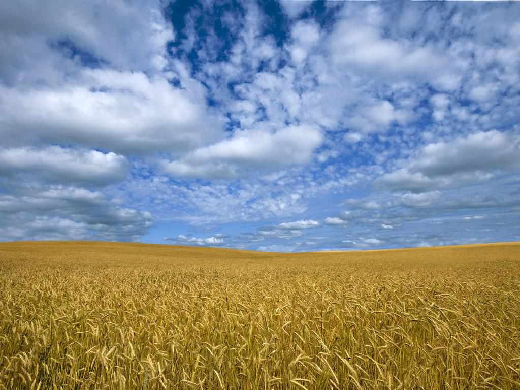 Прокуратура вимагає повернути 270 га землі на Полтавщині, що віддали фермеру в обхід аукціону