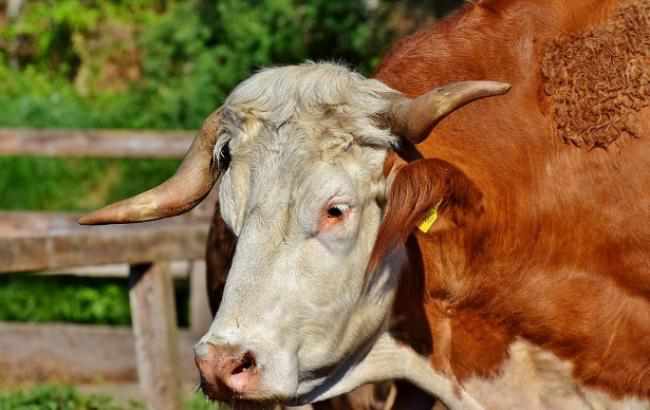 У Лохвиці на жінку напав бик