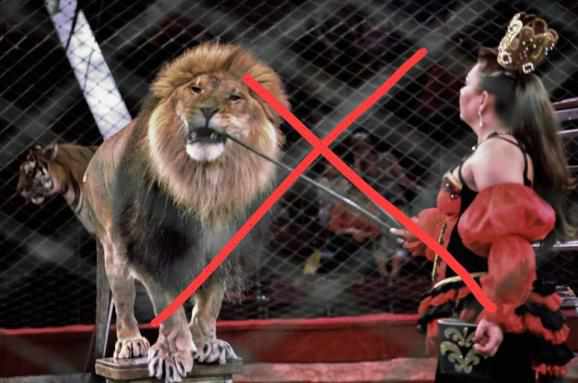 На території Полтавської області хочуть заборонити пересувні цирки з тваринами 