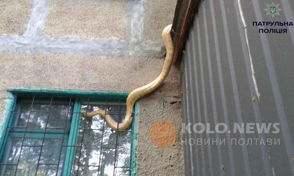 У Полтаві пітон звалився людям на балкон
