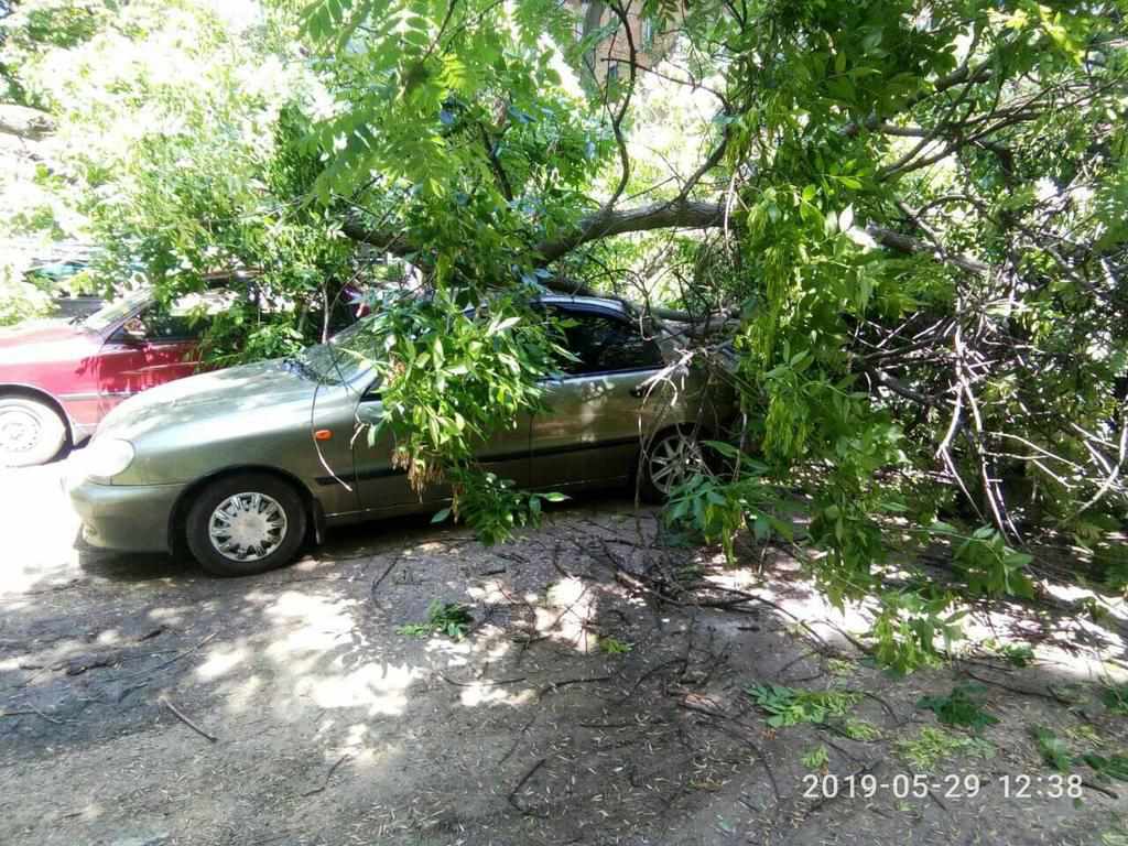 У Полтаві гілка впала на припарковані автівки та пошкодила їх. ФОТО