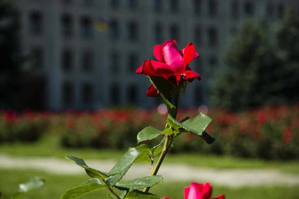 Ще один сезон: біля Полтавської ОДА квітнуть сотні кущів троянд. ФОТО