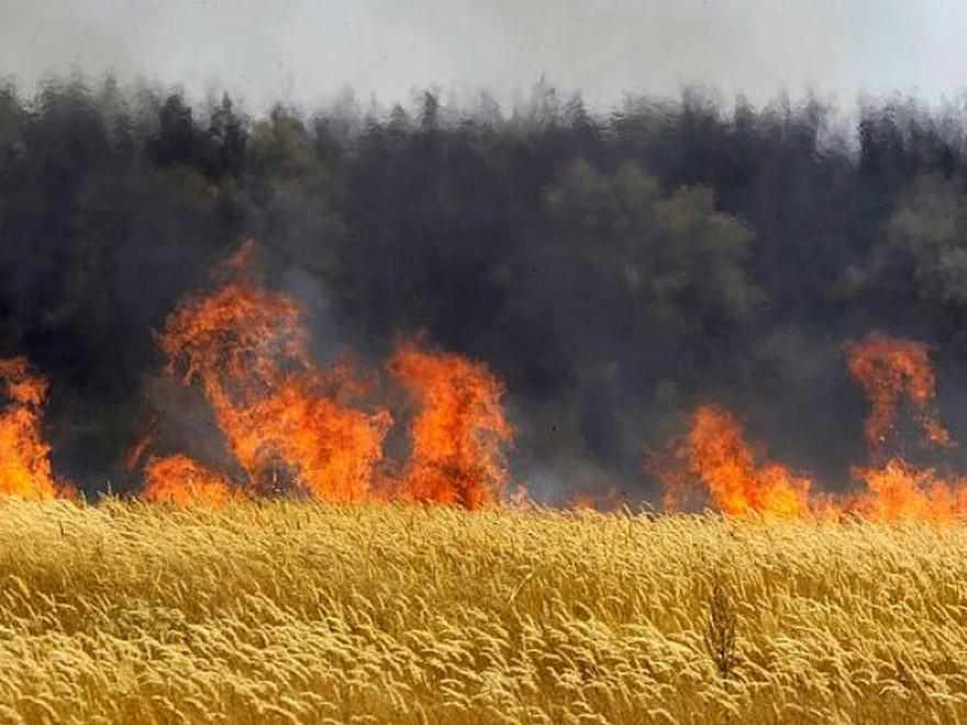 На Полтавщині горять поля і луки: знищено 24 га пшениці й ледь не згорів приватний будинок
