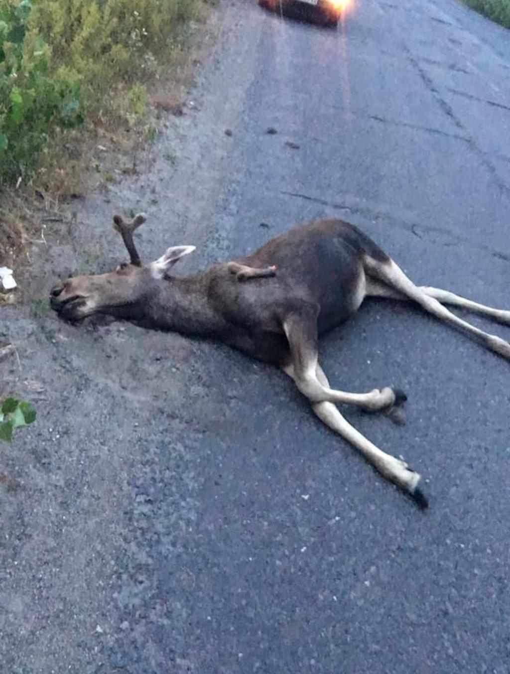 На Полтавщині лось загинув під колесами авто
