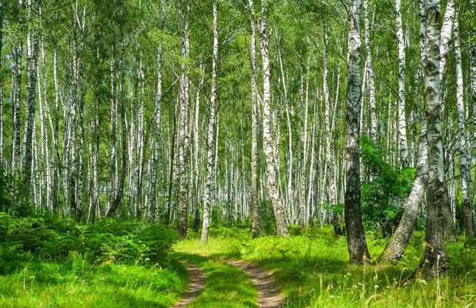 Село з Полтавщини бореться за звання найкращого в конкурсі «Неймовірні села України»