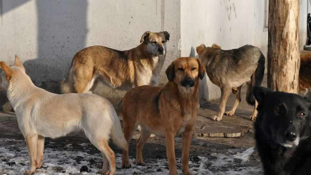 На Полтавщині чоловік помер через укуси безпритульних собак